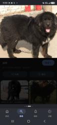 Lost Female Dog last seen broussard and St Martinville., Broussard, LA 70518