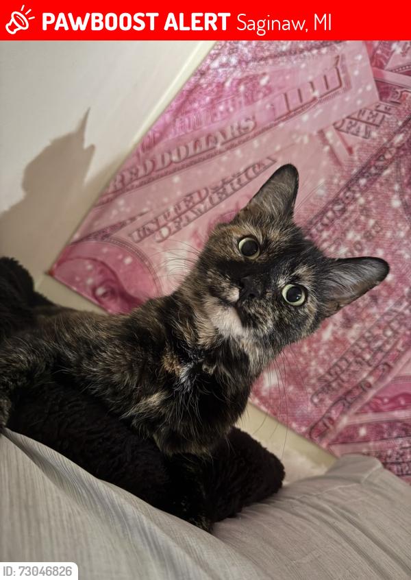 Lost Female Cat last seen North Center Rd, West Michigan Ave, Saginaw, MI 48638