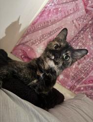 Lost Female Cat last seen North Center Rd, West Michigan Ave, Saginaw, MI 48638