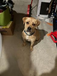 Found/Stray Female Cat last seen Sendera Ranch Blvd/Rancho Canyon, Fort Worth, TX 76052