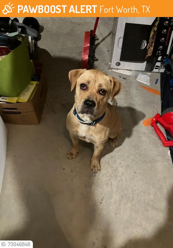 Found/Stray Female Cat last seen Sendera Ranch Blvd/Rancho Canyon, Fort Worth, TX 76052