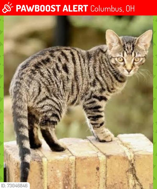 Lost Male Cat last seen High Street/ Goodale Park/Nelson Ave., Columbus, OH 43201