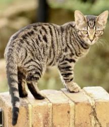 Lost Male Cat last seen High Street/ Goodale Park/Nelson Ave., Columbus, OH 43201