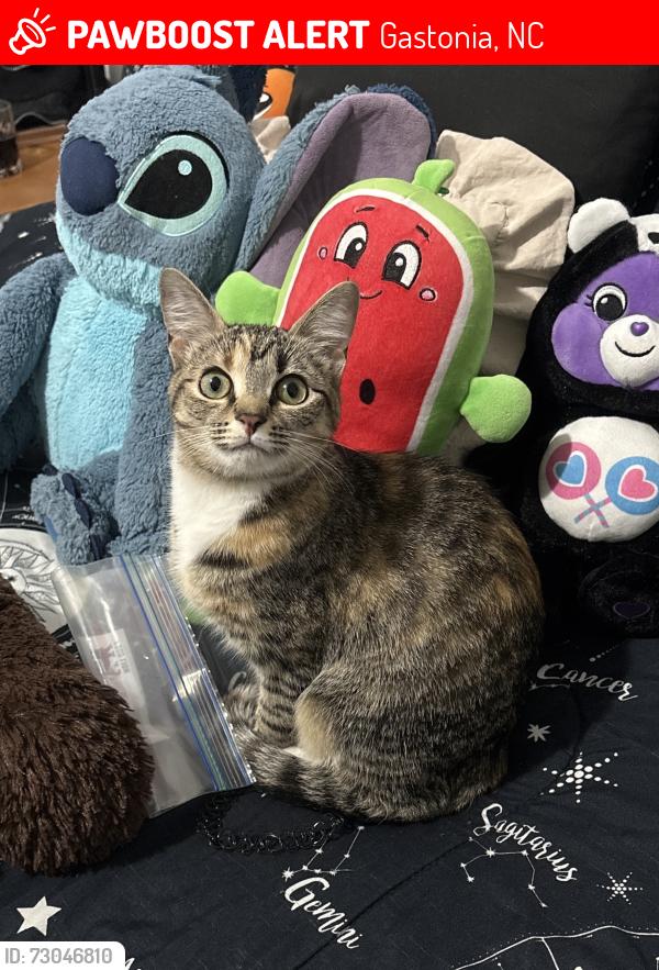 Lost Female Cat last seen Near Baugh st, apmts circle oaks , Gastonia, NC 28052