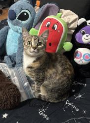 Lost Female Cat last seen Near Baugh st, apmts circle oaks , Gastonia, NC 28052