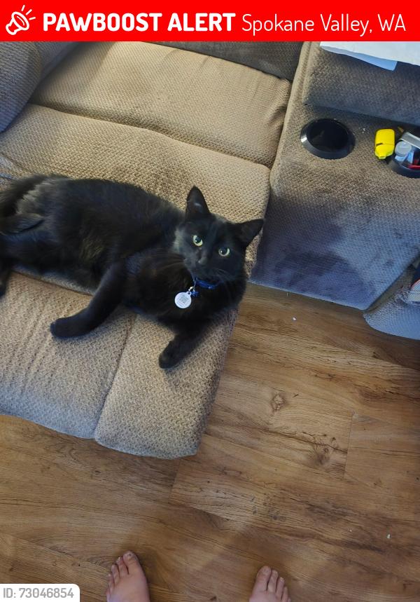 Lost Male Cat last seen Apple Grove apmts , Spokane Valley, WA 99206