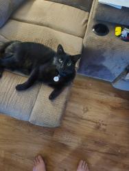 Lost Male Cat last seen Apple Grove apmts , Spokane Valley, WA 99206