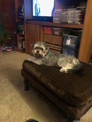 Lost Female Dog last seen McAllister and La Loma, Riverside, CA 92503