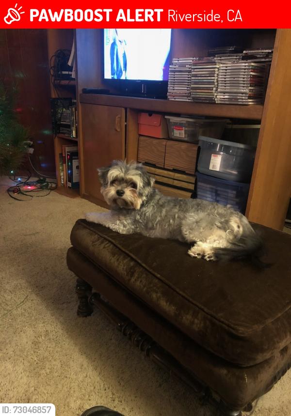 Lost Female Dog last seen McAllister and La Loma, Riverside, CA 92503