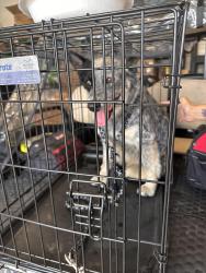Found/Stray Female Dog last seen Loop 288 by fema, Denton, TX 76207