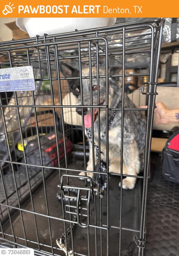 Found/Stray Female Dog last seen Loop 288 by fema, Denton, TX 76207