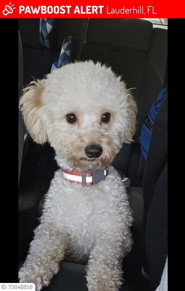 Lost Female Dog last seen Near nw 52nd ave Lauderhill fl , Lauderhill, FL 33313