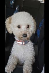 Lost Female Dog last seen Near nw 52nd ave Lauderhill fl , Lauderhill, FL 33313