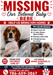 Lost Male Dog last seen 185th Street, Miami Gardens, FL 33055