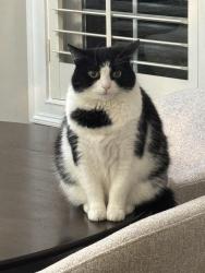 Lost Female Cat last seen McLemore circle, Franklin, TN 37064