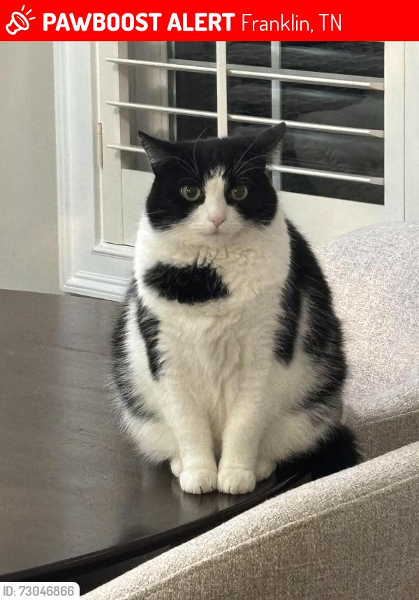 Lost Female Cat last seen McLemore circle, Franklin, TN 37064