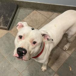Shelter Stray Male Dog last seen , 4500 N Access Rd, Chattanooga, TN 37415, USA