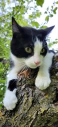 Lost Male Cat last seen Chemin des vieux-moulins , Saint-Jean-sur-Richelieu, QC J2Y 1H2