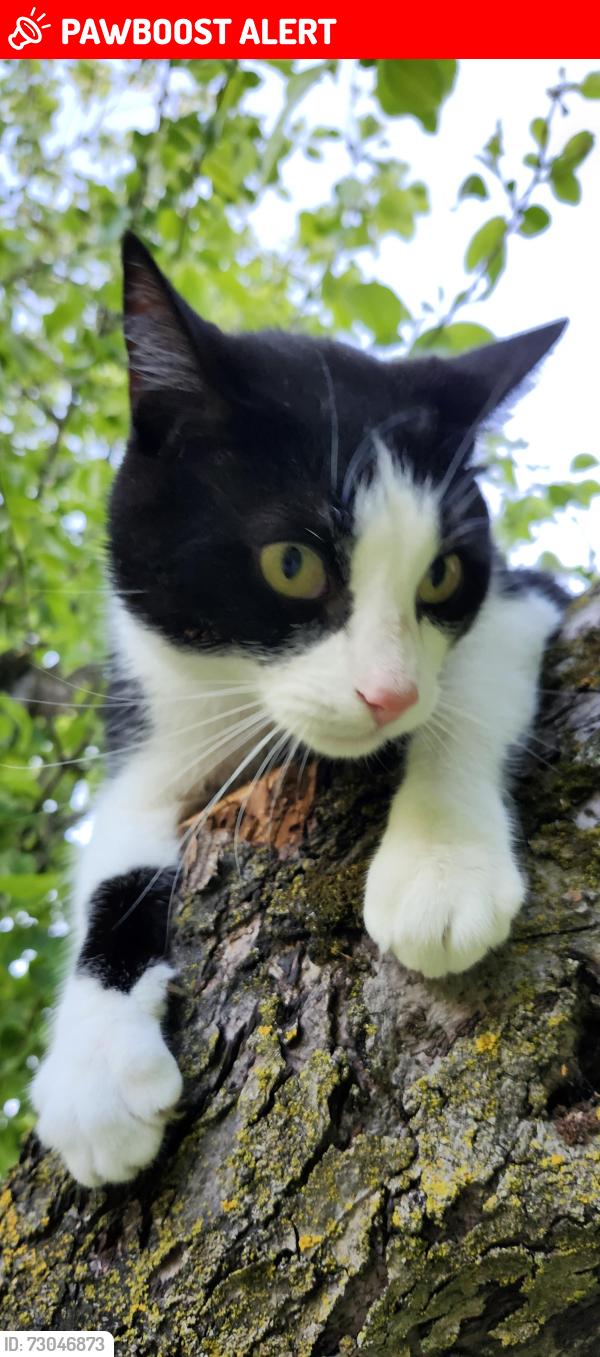 Lost Male Cat last seen Chemin des vieux-moulins , Saint-Jean-sur-Richelieu, QC J2Y 1H2