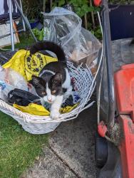 Reunited Female Cat last seen Manor road, East Riding of Yorkshire, England HU17 7BN
