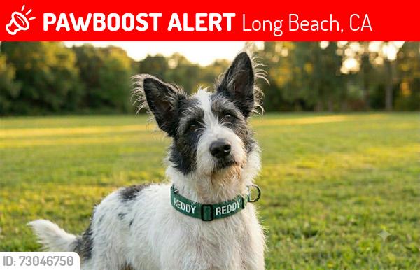 Lost Male Dog last seen Library on warren and Anaheim st , Long Beach, CA 90804