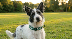 Lost Male Dog last seen Library on warren and Anaheim st , Long Beach, CA 90804