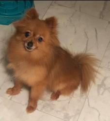 Reunited Female Dog last seen Sw 9th Ct Davie FL 33325, Davie, FL 33325