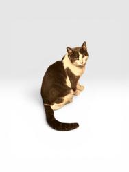 Reunited Male Cat last seen Kissel Alley, Alameda, El Dorado, Capitol, and Carolina, Vallejo, CA 94590