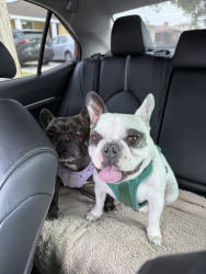 Reunited Unknown Dog last seen South Gate Park, South Gate, CA 90280