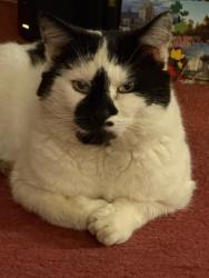 Lost Male Cat last seen Off Colbourne Road, West Midlands, England B13 0EN