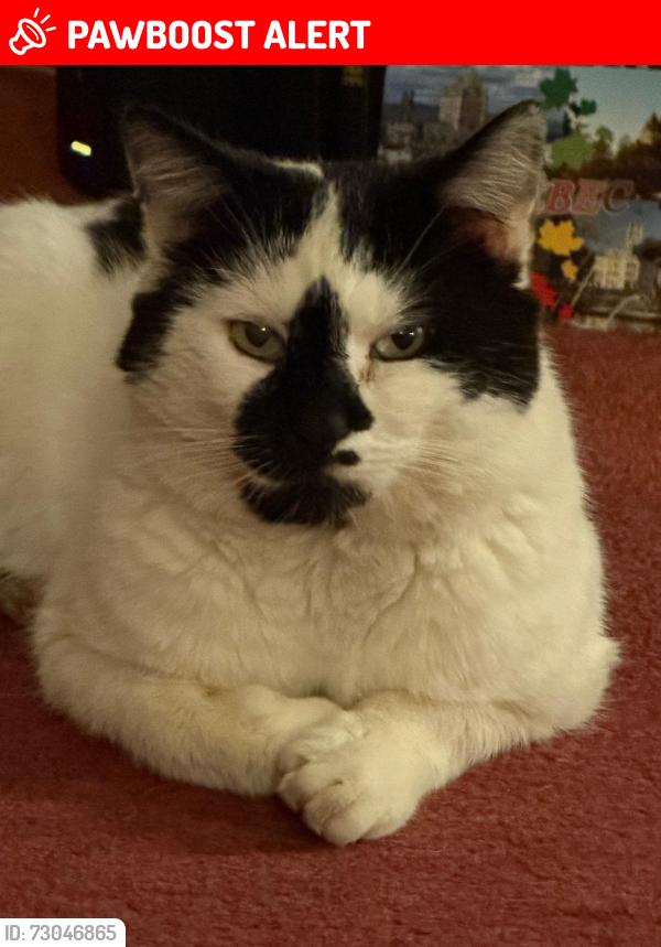 Lost Male Cat last seen Off Colbourne Road, West Midlands, England B13 0EN