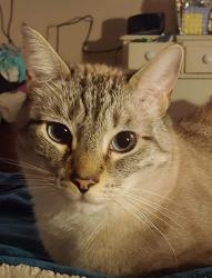 Lost Male Cat last seen Dave's Rd. + Austin Dr., York, SC, York County, SC 29745