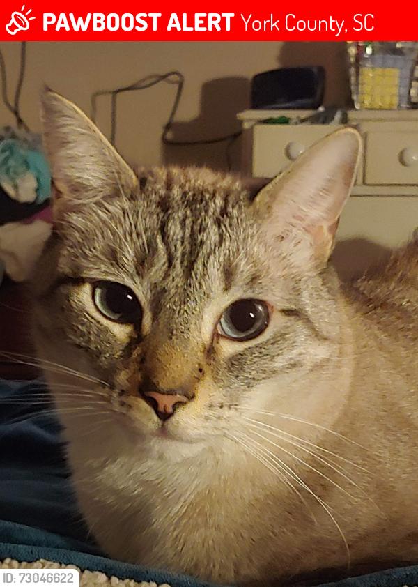 Lost Male Cat last seen Dave's Rd. + Austin Dr., York, SC, York County, SC 29745