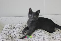 Found/Stray Male Cat last seen Abandoned at 9th Street & Carleton, Berkeley, CA 94710