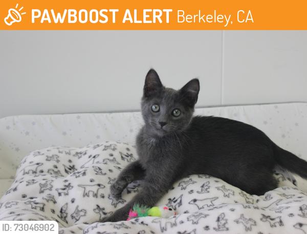Found/Stray Male Cat last seen Abandoned at 9th Street & Carleton, Berkeley, CA 94710