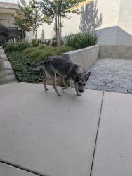 Found/Stray Male Dog last seen Central Ave and artesia boulevard , Compton, CA 90220