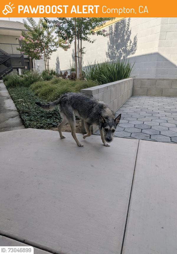 Found/Stray Male Dog last seen Central Ave and artesia boulevard , Compton, CA 90220