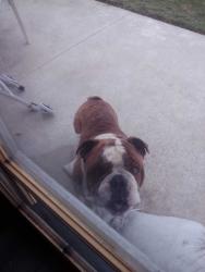 Reunited Male Dog last seen F.Street and cedar st, Oxnard, CA 93033