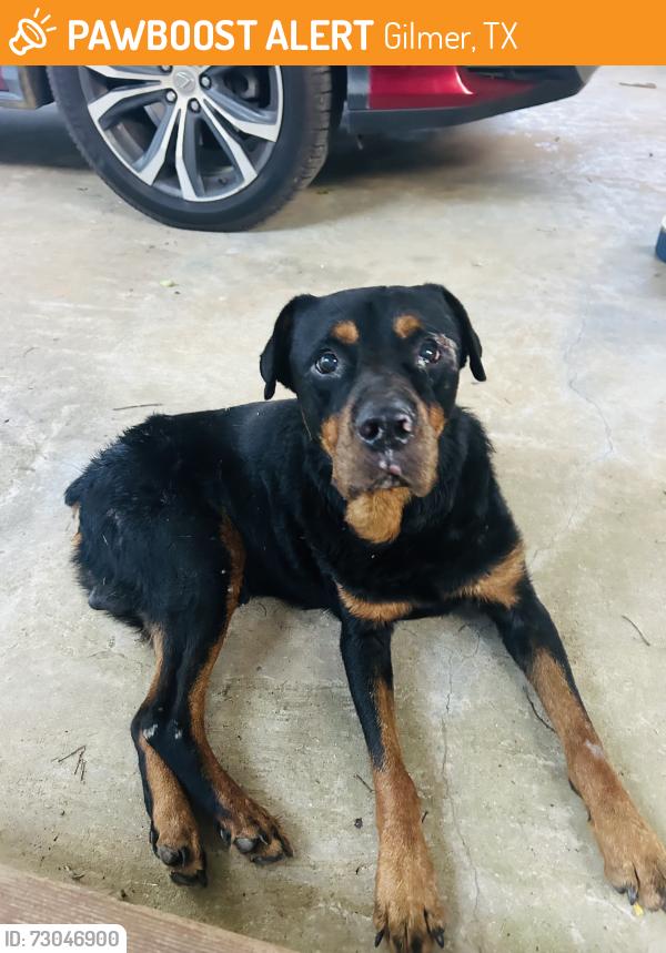 Found/Stray Male Dog last seen Near, Gilmer, TX 75644