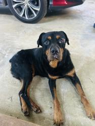 Found/Stray Male Dog last seen Near, Gilmer, TX 75644