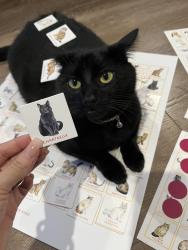 Lost Female Cat last seen 41st Pl W, Lynnwood, WA 98037
