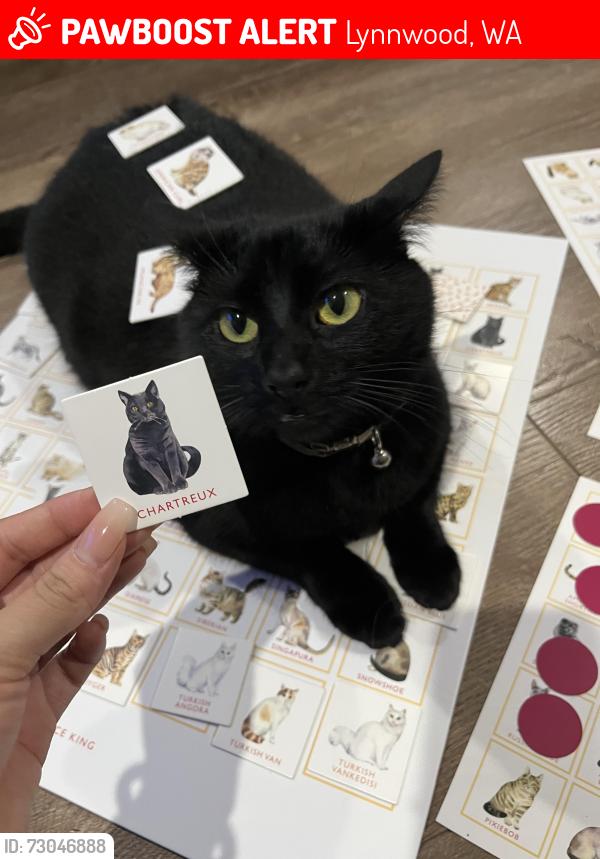 Lost Female Cat last seen 41st Pl W, Lynnwood, WA 98037