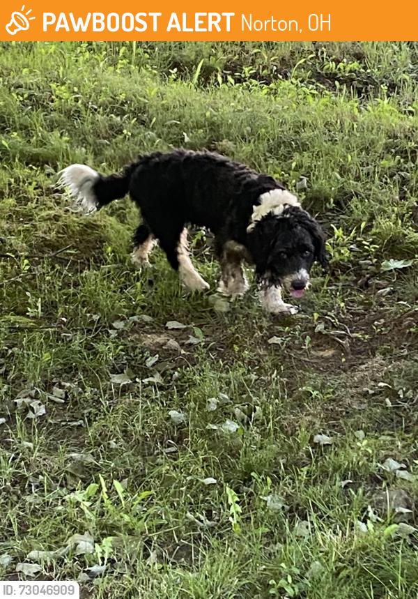Found/Stray Unknown Dog last seen Mount Vernon Blvd & Durham Rd, Norton, OH 44203