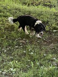 Found/Stray Unknown Dog last seen Mount Vernon Blvd & Durham Rd, Norton, OH 44203