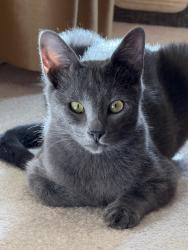 Lost Male Cat last seen all saints episcopal school, Lubbock, TX 79423