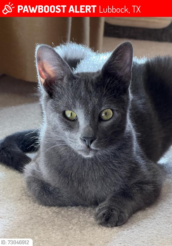 Lost Male Cat last seen all saints episcopal school, Lubbock, TX 79423