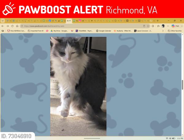 Lost Female Cat last seen Near w clay st, Richmond, VA 23220