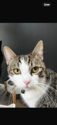Reunited Male Cat last seen At home Wolsey road, Surrey, England TW16