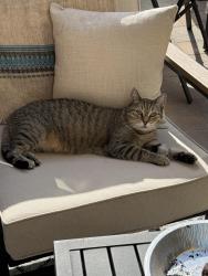 Lost Female Cat last seen Dictionary Hill, Spring Valley, CA 91977