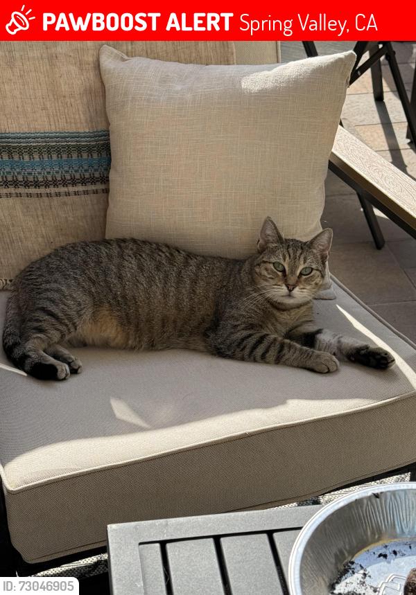 Lost Female Cat last seen Dictionary Hill, Spring Valley, CA 91977